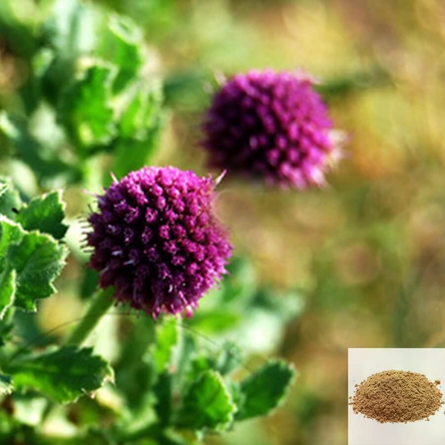 Tamil Nadu herbal powders and organic herbs