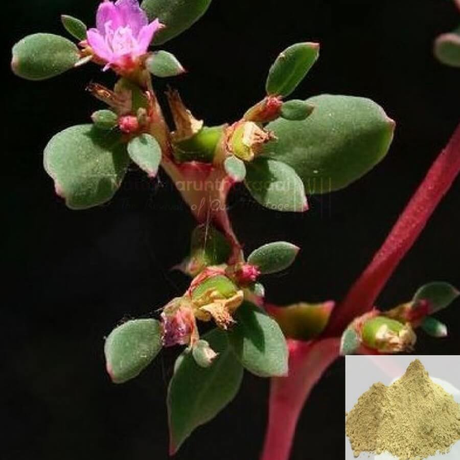 Herbal hair growth powders Tamil Nadu