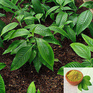 Aada Thodai ilai  Powder / Malabar Nut Powder