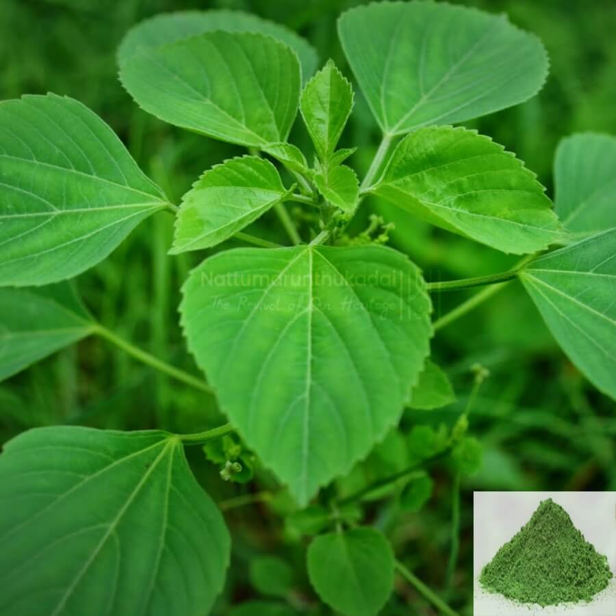 Kuppaimeni / Indian Nettle / Indian Acalypha Powder