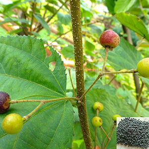 Vaivilangam / False Black Pepper Powder