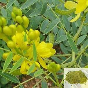 Nilavarai / Senna Leaves Powder